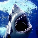 shark1 shark1