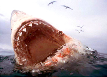 teeth