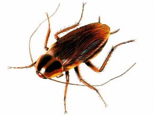 cockroach-3