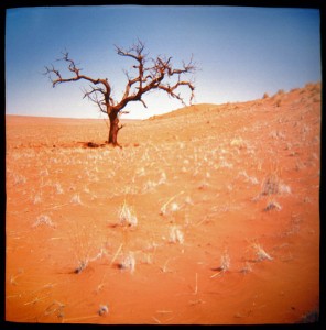 desert 8