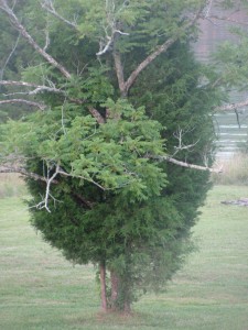 tree close